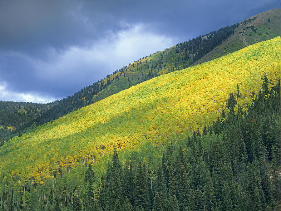Fall Photograph - Quaking Aspen Forest Maroon Bells by Tim Fitzharris