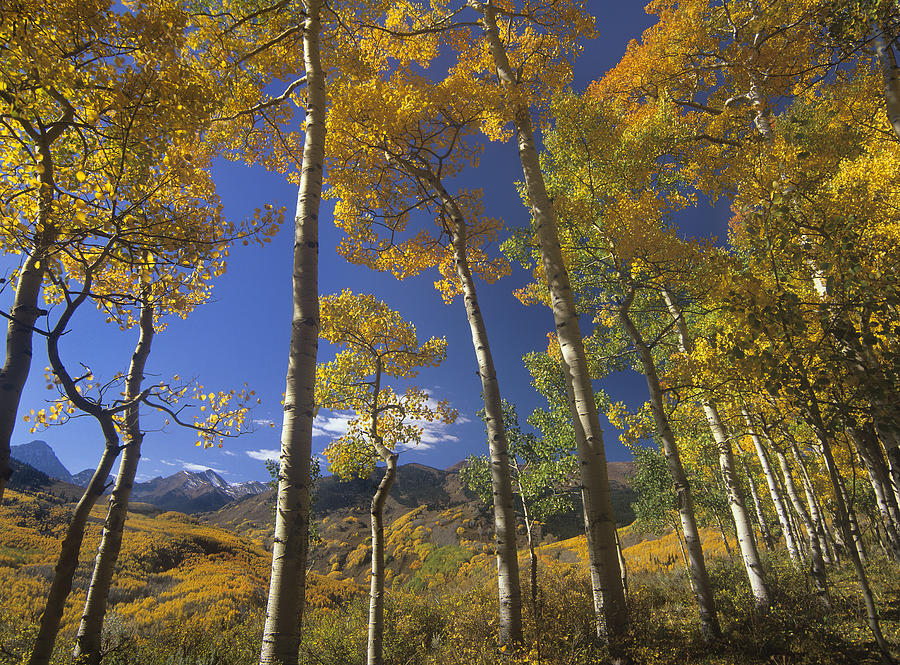 Quaking Aspen In Fall Colors And Maroon Photograph by Tim Fitzharris