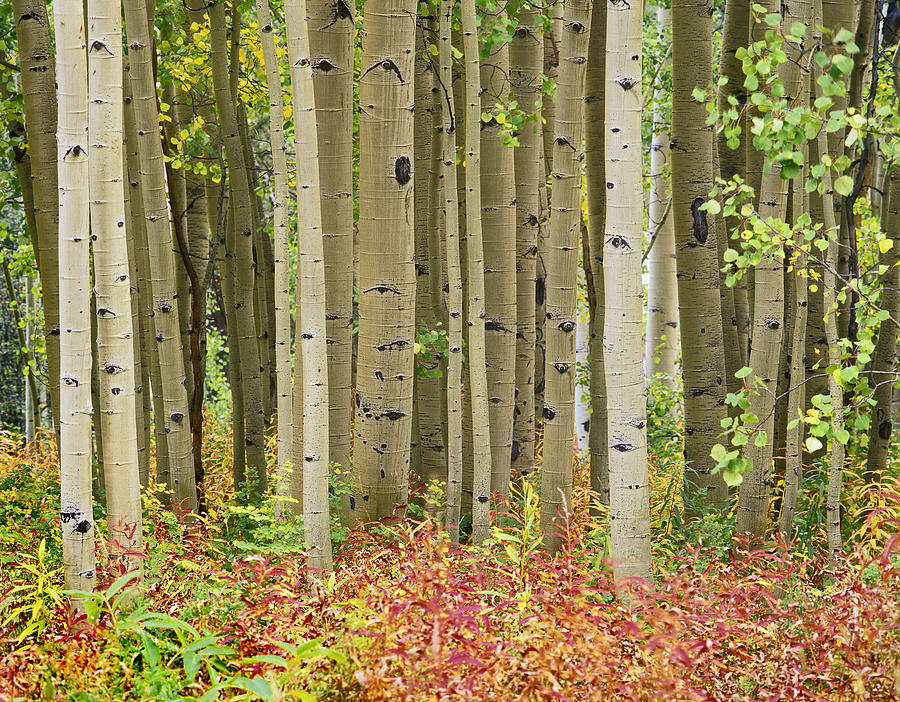 Quaking Aspen Trees And Fireweed Photograph by Tim Fitzharris