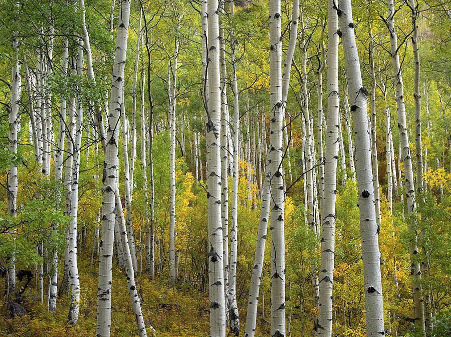 Quaking Aspen Trees In Fall Colorado Photograph by Tim Fitzharris