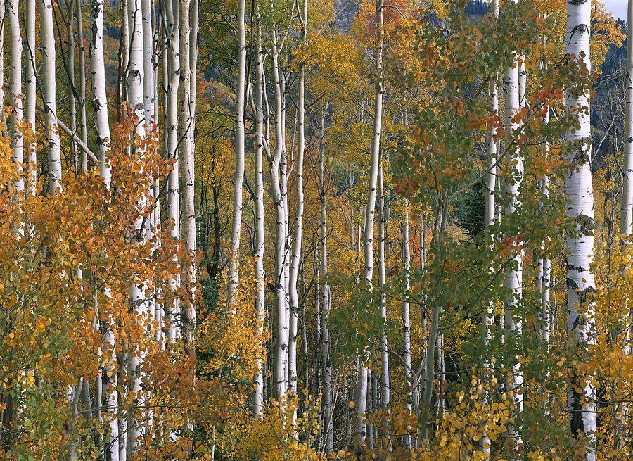 Quaking Aspen Trees In Fall Colors Lost Photograph by Tim Fitzharris