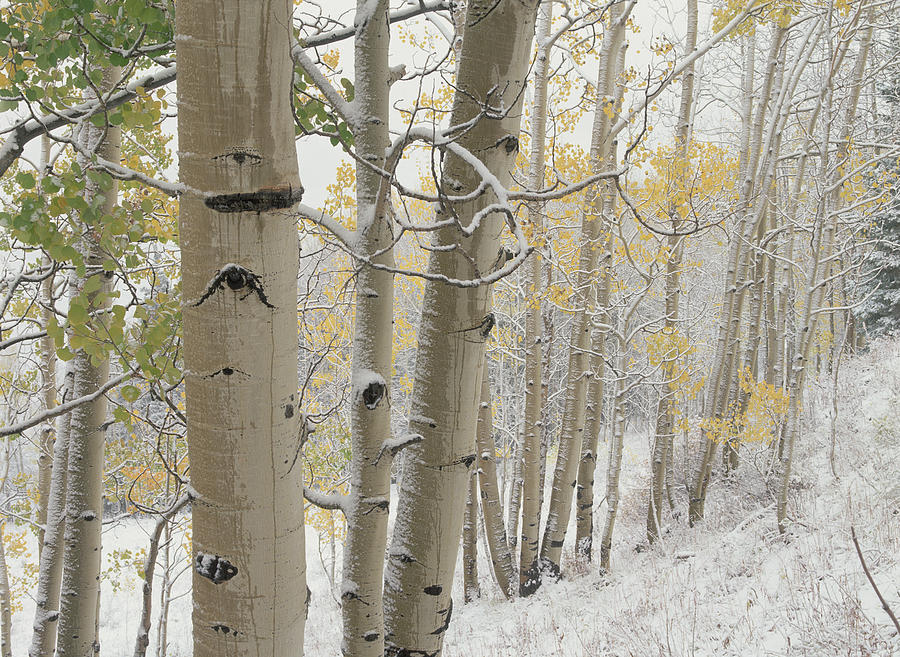 Quaking Aspen Trees With Snow Gunnison Photograph by Tim Fitzharris