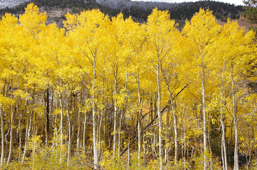 Quaking Yellow Aspens Photograph by Jeff Lowe