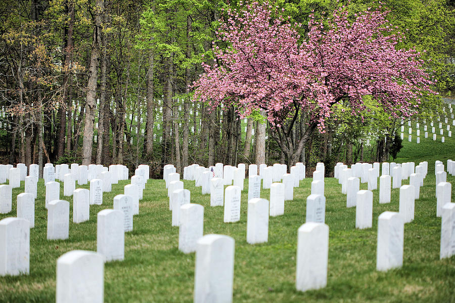 Tree Photograph - Quantico National Cemetery by JC Findley