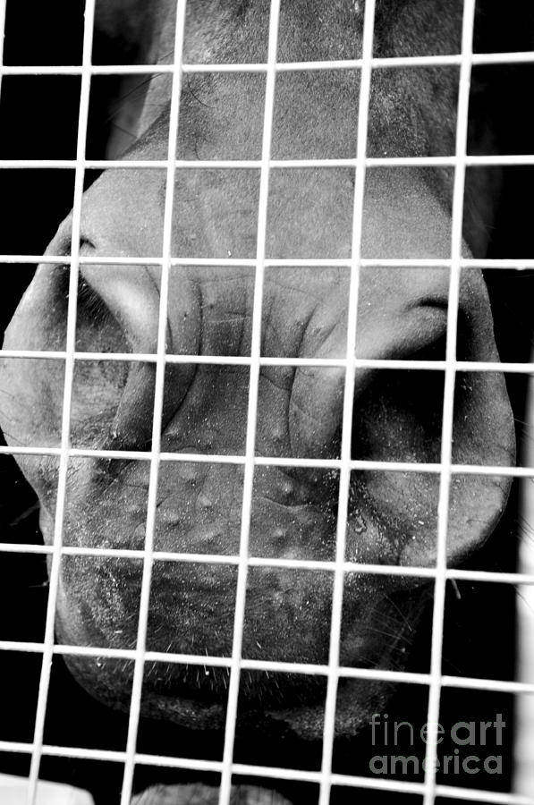 Black And White Photograph - Quarantine 1 by John Thomas Foye