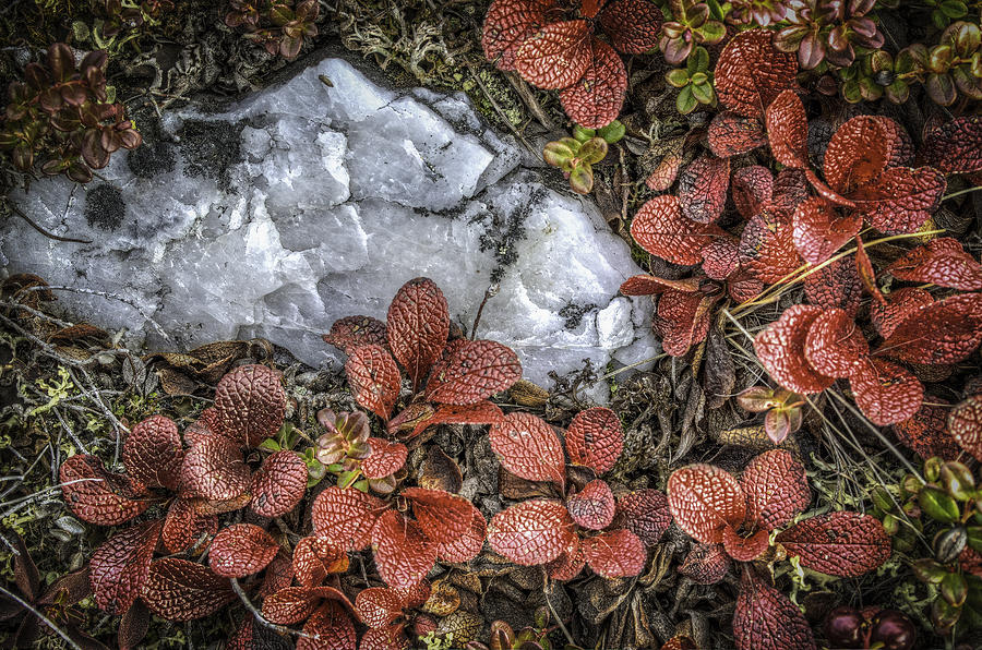 Quartz and Cranberry Leaves Photograph by Thomas Payer Fine Art America