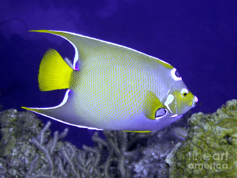 Queen Angelfish From Side Photograph By Serena Bowles Fine Art America