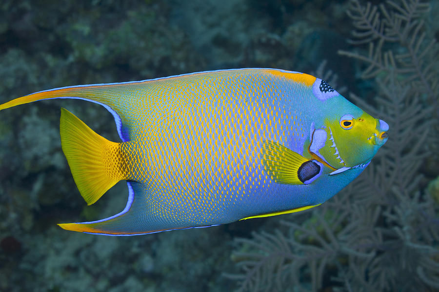 Queen Angelfish Swimming Over Tropical Coral Reef Photograph By Jeff Hunter