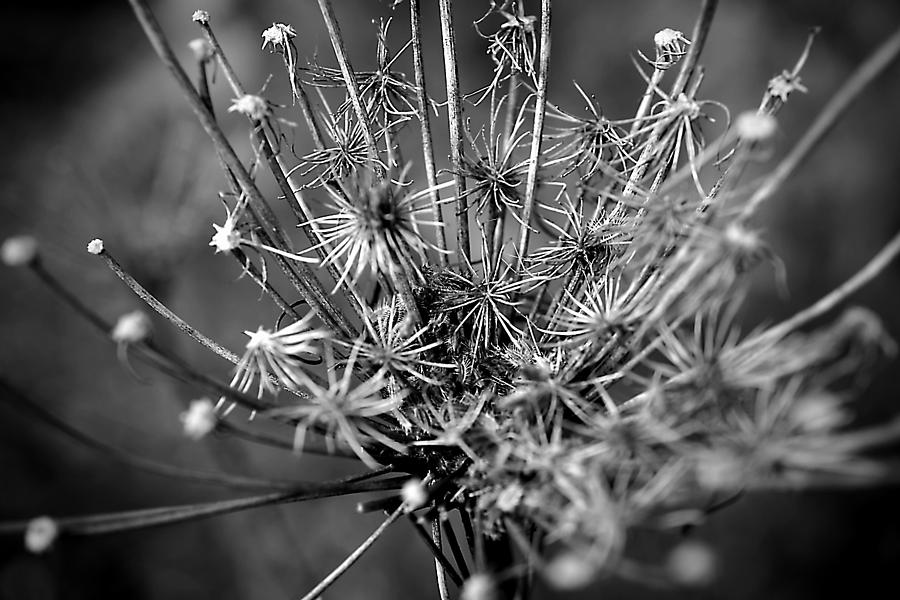 Queen Anne Is Dead Photograph by Beth Akerman - Fine Art America