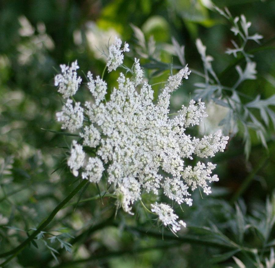 Queen Annes Lace Photograph by Barbara S Nickerson