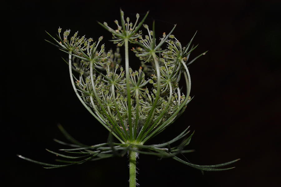 Queen Photograph - Queen Annes Lace Closing Time by Amanda Connelly