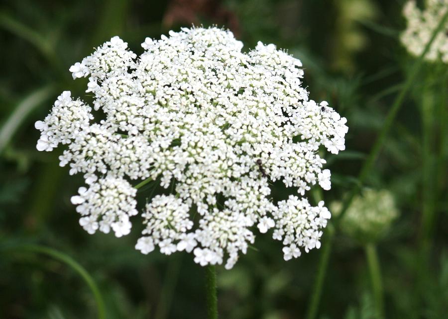 Flowers Still Life Photograph - Queen Annes Lace by Donna Walsh