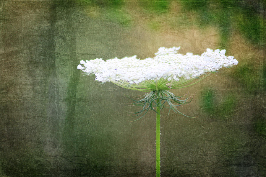 Queen Annes Lace Photograph by Kelley Nelson
