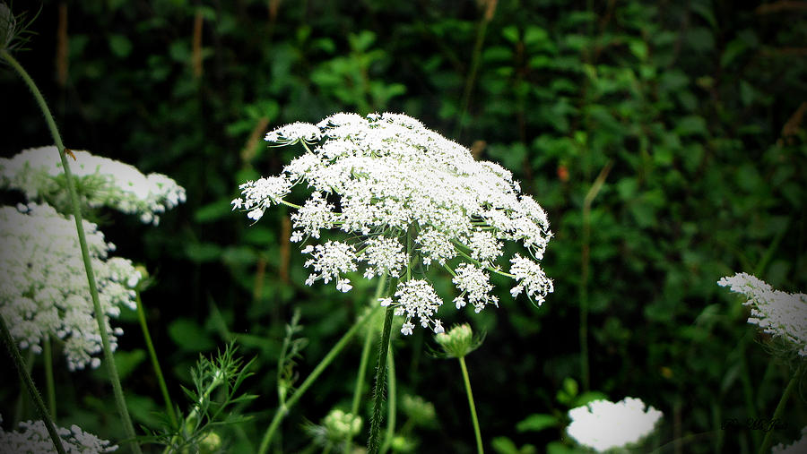 Queen Annes Lace Photograph by Ms Judi