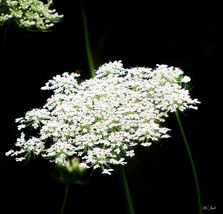 Queen Annes Lace No.2 Photograph by Ms Judi