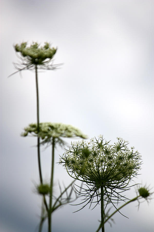Queen Annes Lace Photograph by Penny Hunt