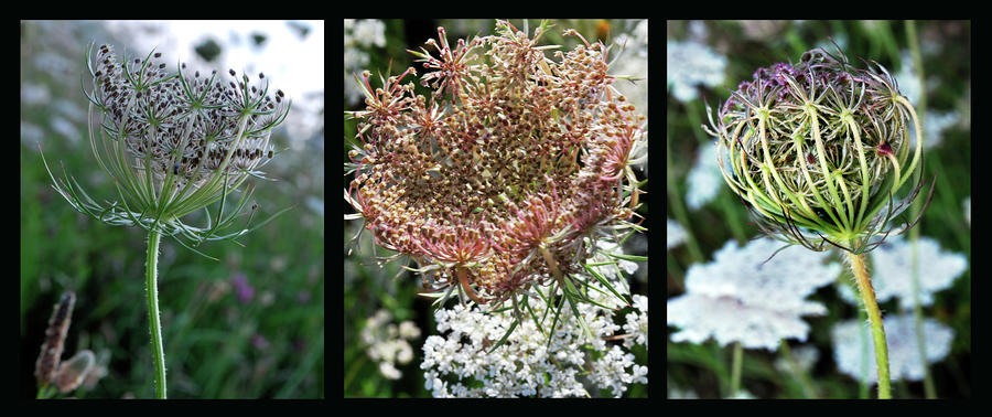 Queen Annes Lace Triptych. Photograph by Terence Davis