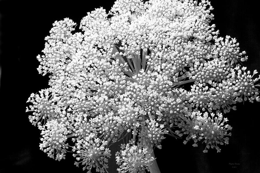 Queen Anns Lace Photograph by Phyllis Denton