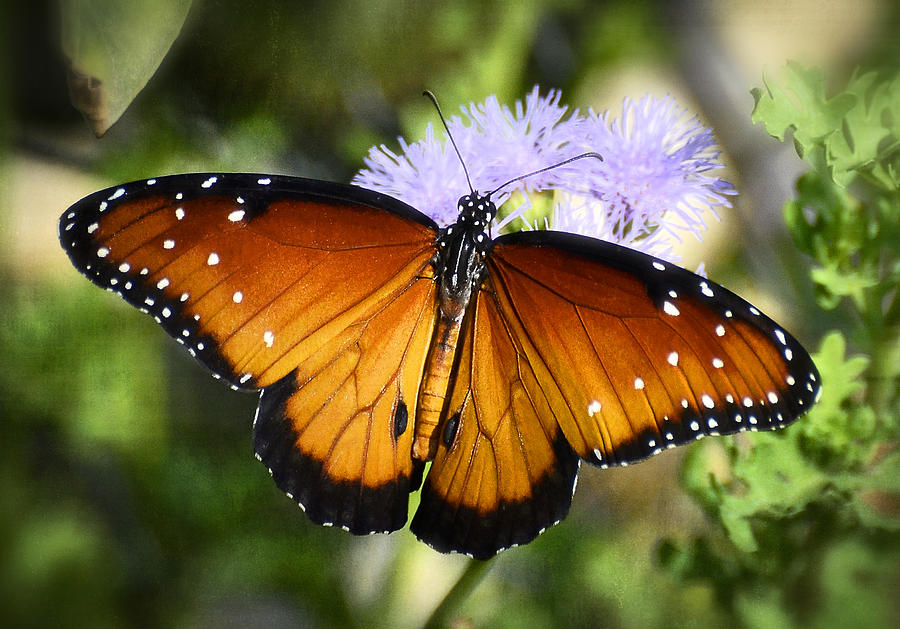 Queen Photograph - Queen Butterfly on Flower  by Saija Lehtonen