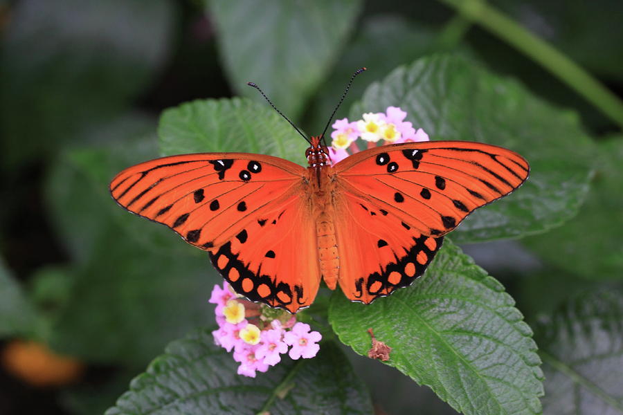 Butterfly Photograph - Queen Butterfly by Rick Berk