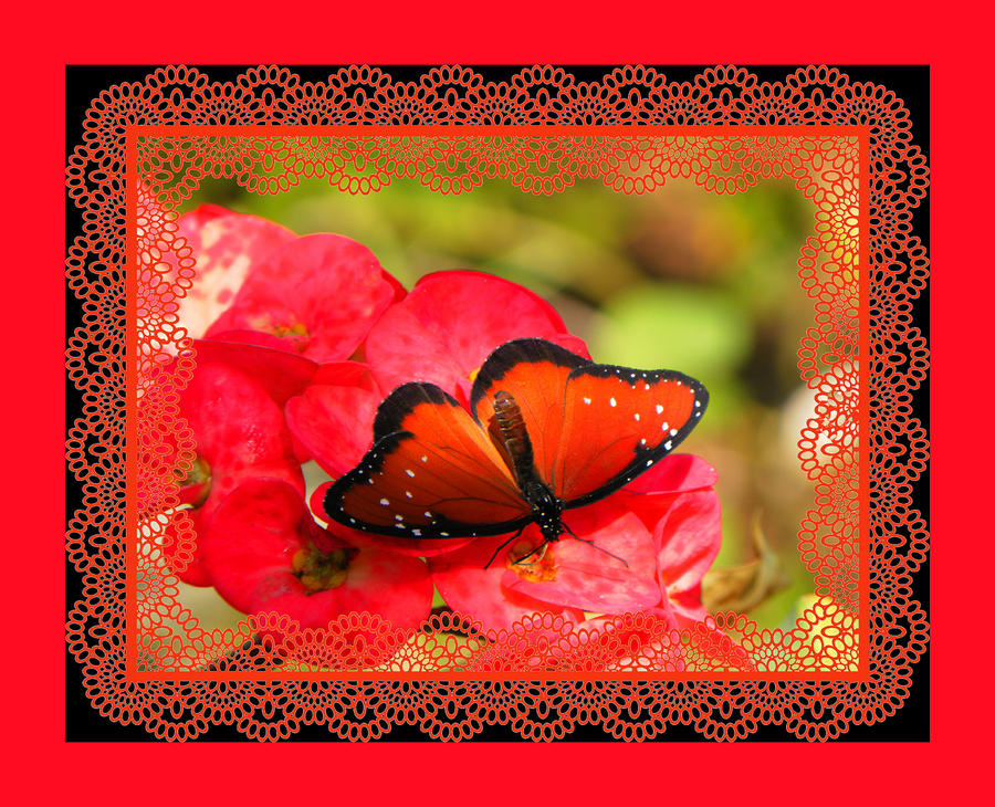 Queen Butterfly with a Lacy Frame Photograph by Rosalie Scanlon