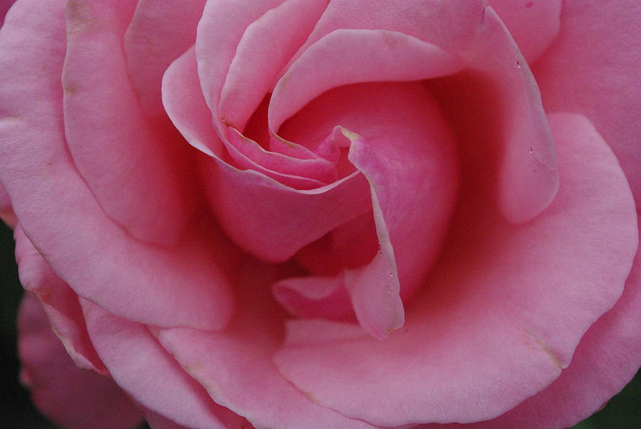 Queen Elizabeth Pink Rose Photograph by Robyn Stacey - Fine Art America
