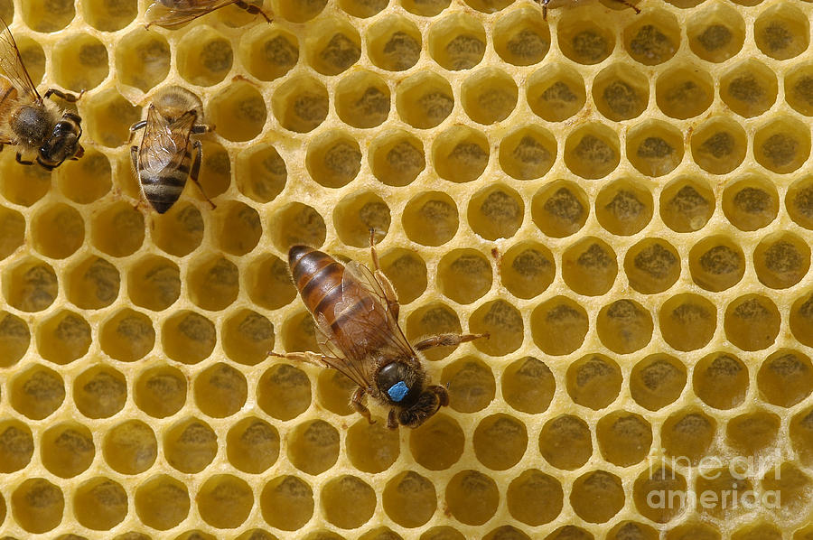 Animal Photograph - Queen Honey Bee by Raul Gonzalez Perez