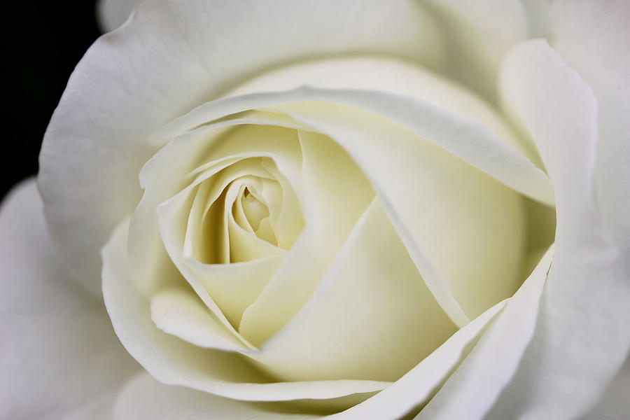 Queen Ivory Rose Flower Photograph by Jennie Marie Schell