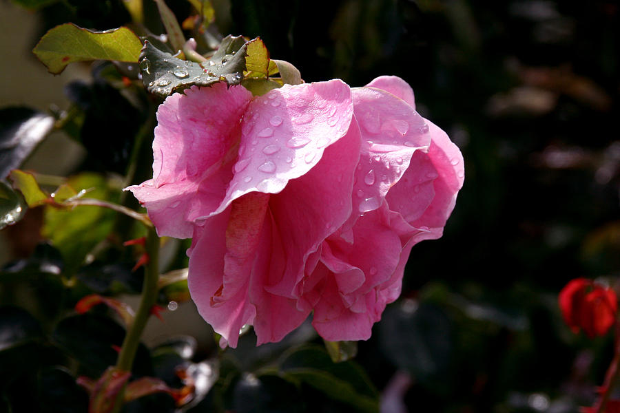 Queen of Flowers Photograph by John Loyd Rushing Fine Art America