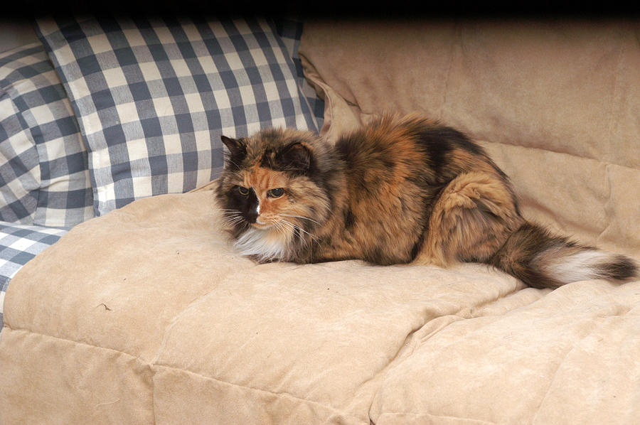 Queen of the Couch Photograph by Wanda Brandon