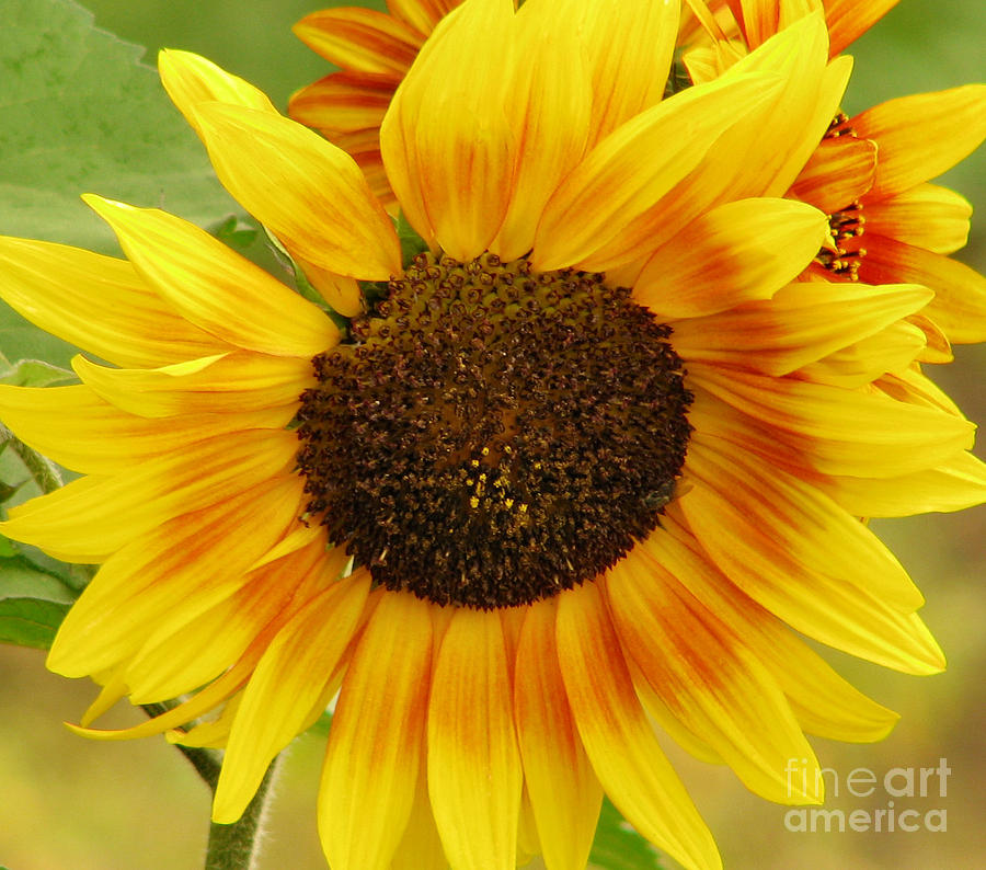 Sunflower Photograph - Queen Of The Sun by Rory Siegel