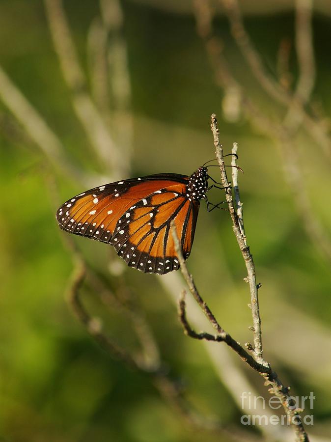 Butterfly Photograph - Queen on a Twig by Lynda Dawson-Youngclaus