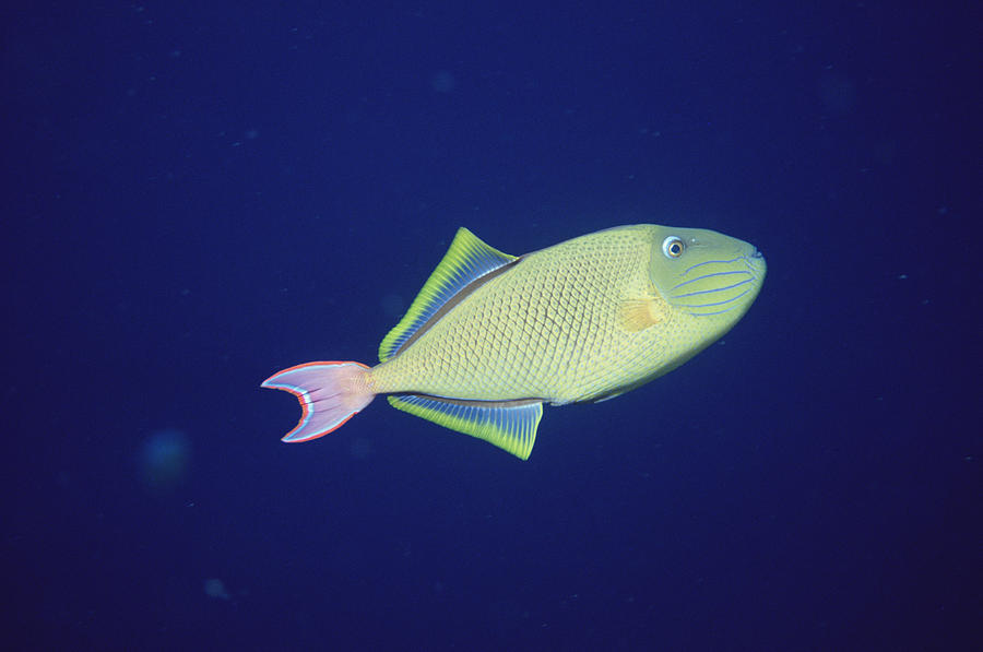 Queen Triggerfish Balistes Vetula Photograph by Flip Nicklin