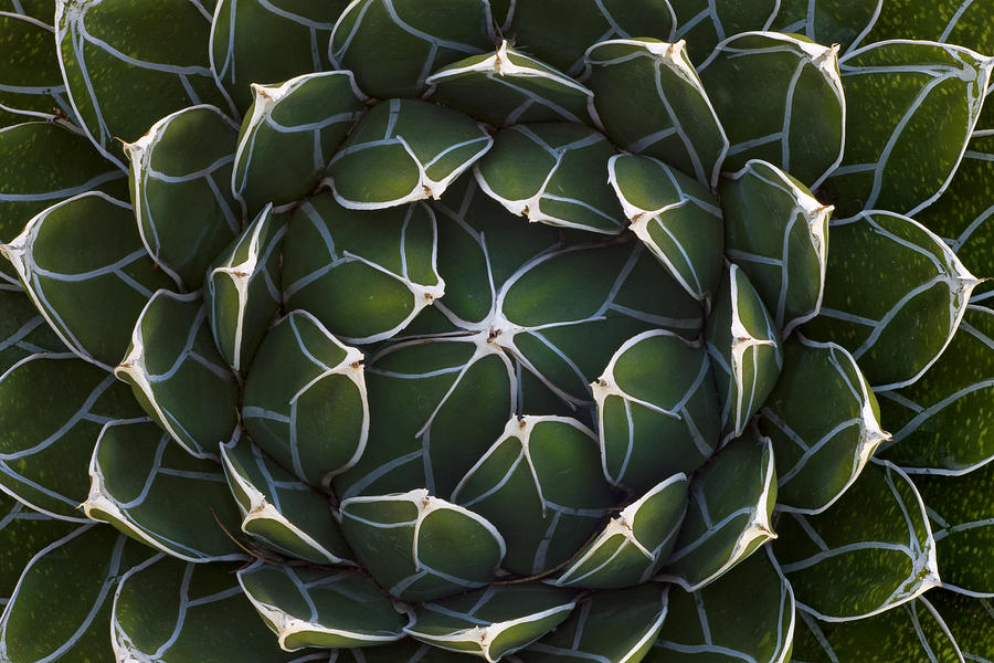 Queen Victorias Agave Agave Photograph by Ingo Arndt