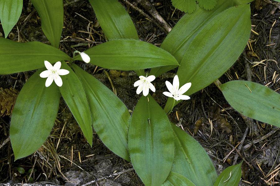 Queen's Cup (clintonia Uniflora) By Science Photo Library