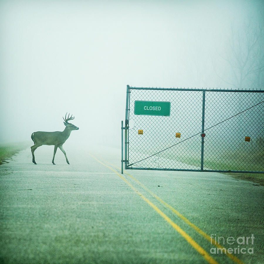 Deer Photograph - Queens Guard by Katya Horner