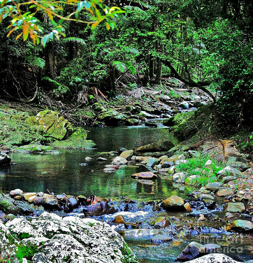 Queensland Rainforest Photograph by Blair Stuart