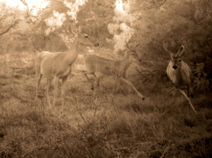 Quest For A Doe Photograph by James Granberry