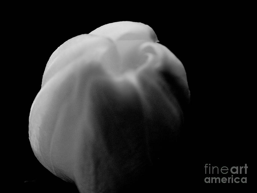Gardenia Photograph - Question of Simplicity by Tisha Clinkenbeard