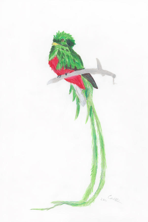 Quetzal Bird Drawing by Caitlin Pennington