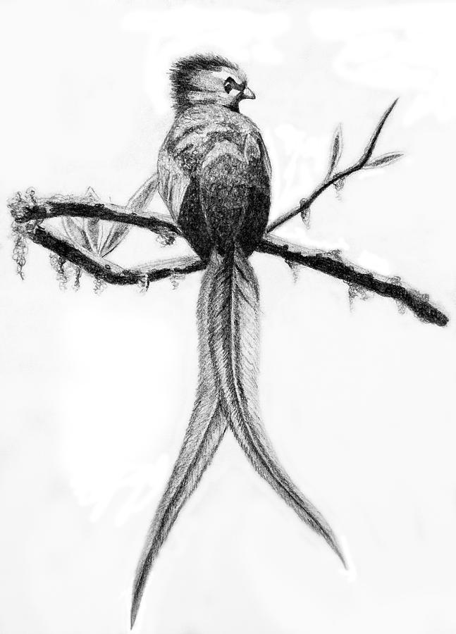 Quetzal Drawing by Sara Coolidge