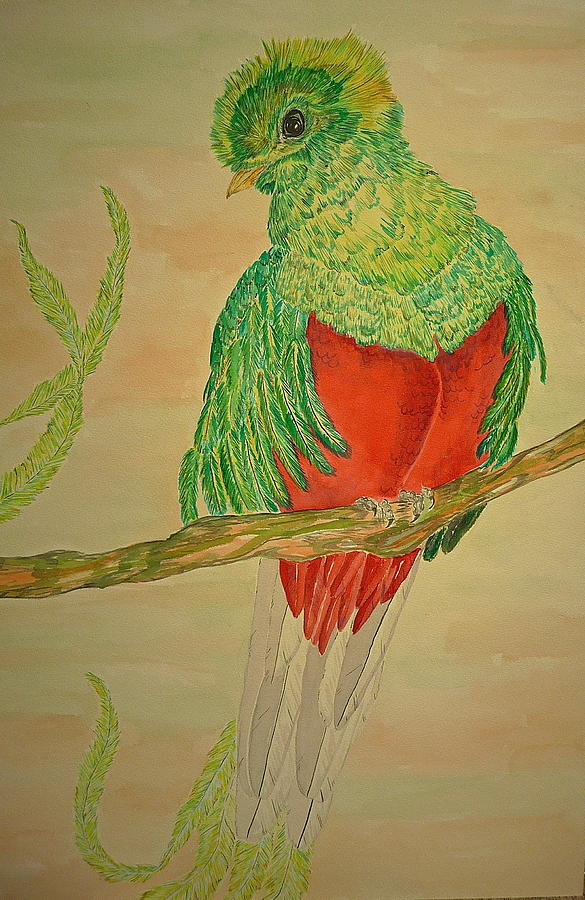 Nature Painting - Quetzal by Tim Forrester