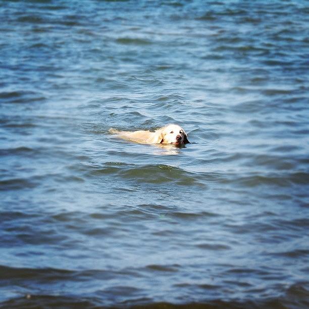 Dog Photograph - Quick Cool Down.  #puppy #golden by Jenna Luehrsen