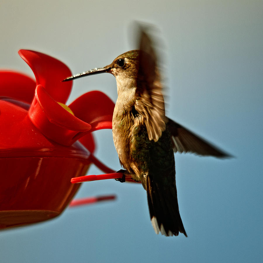 Hummingbird Photograph - Quick Stop by Sue Capuano