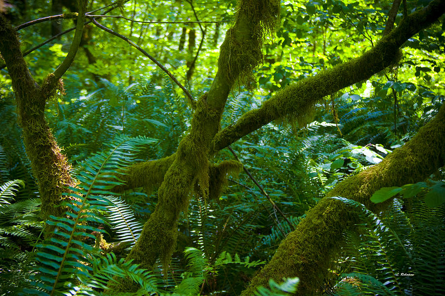 Quiet Forest 4 Photograph by Luke Robertson | Fine Art America