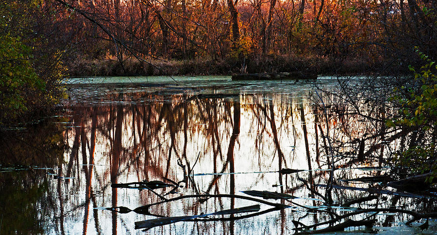 Quiet Pond Photograph by Ed Peterson
