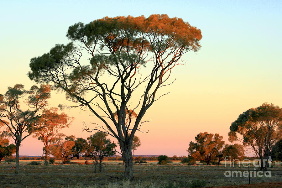 Quilpie Dusk Photograph by Jan Lawnikanis