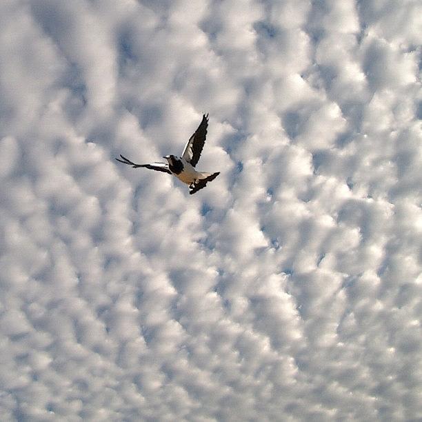 Bird Photograph - Quilted Sky by Cameron Bentley