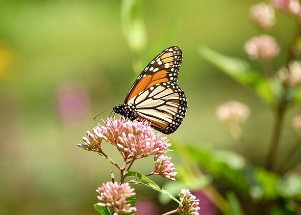Quintessential Monarch Butterfly Photograph by Mary McAvoy