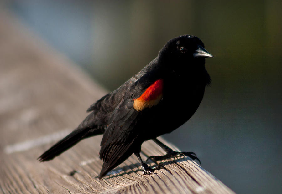 Quite Curious Red Winged Blackbird Photograph by Michelle Constantine